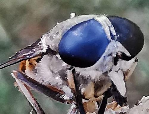 Tabanus autumnalis